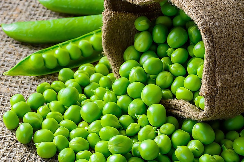I Piselli, il IV legume più coltivato al mondo